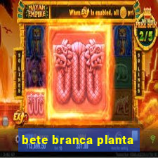 bete branca planta